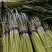 邳州精品小红帽蒜苔适合各大市场