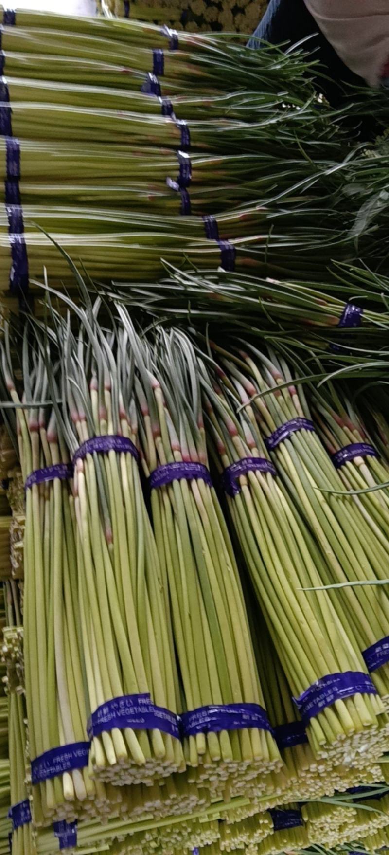 邳州精品小红帽蒜苔适合各大市场
