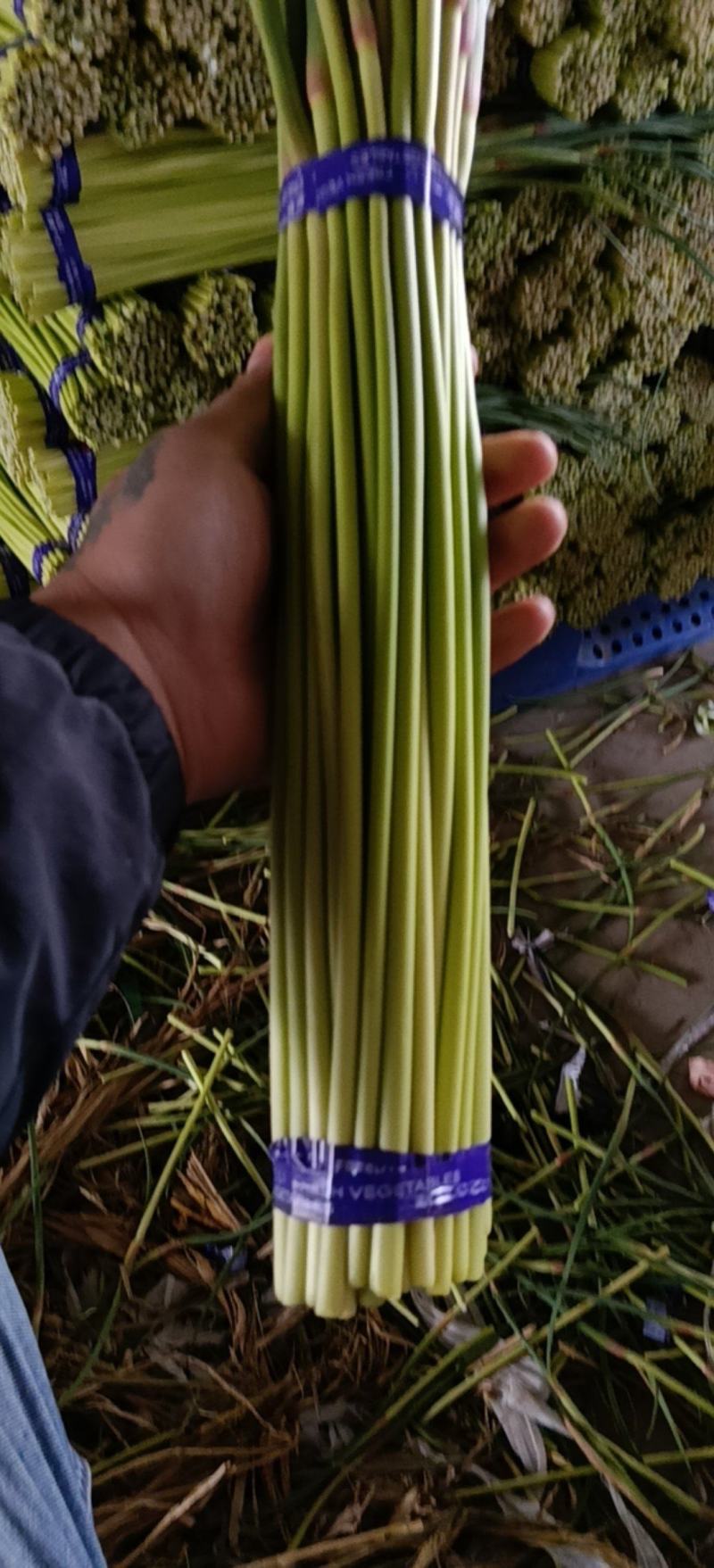 邳州精品小红帽蒜苔适合各大市场