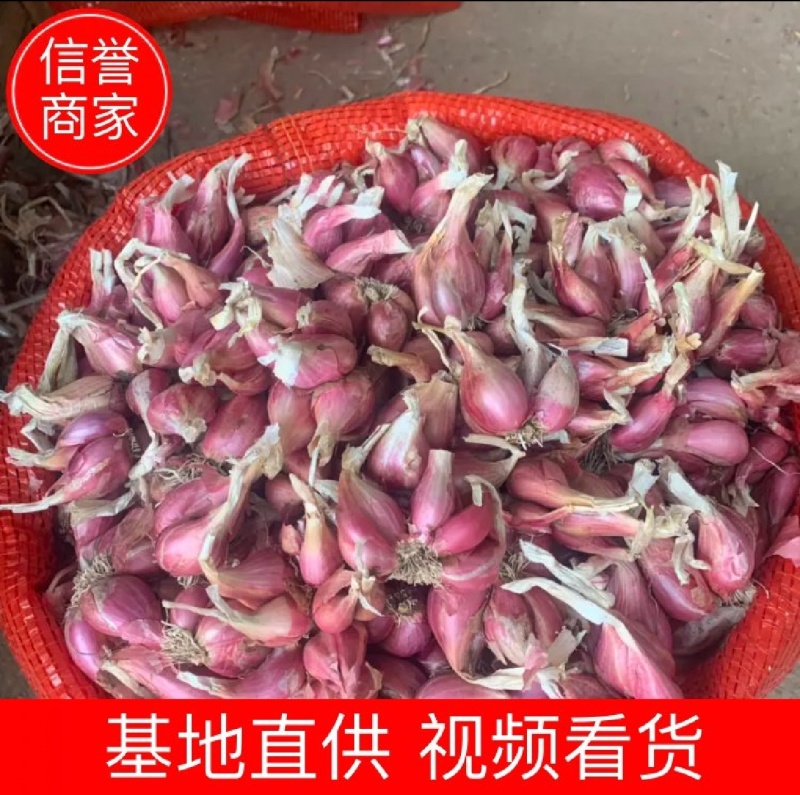 云南红葱头白葱头产地直发货源充足对接批发商欢迎咨询