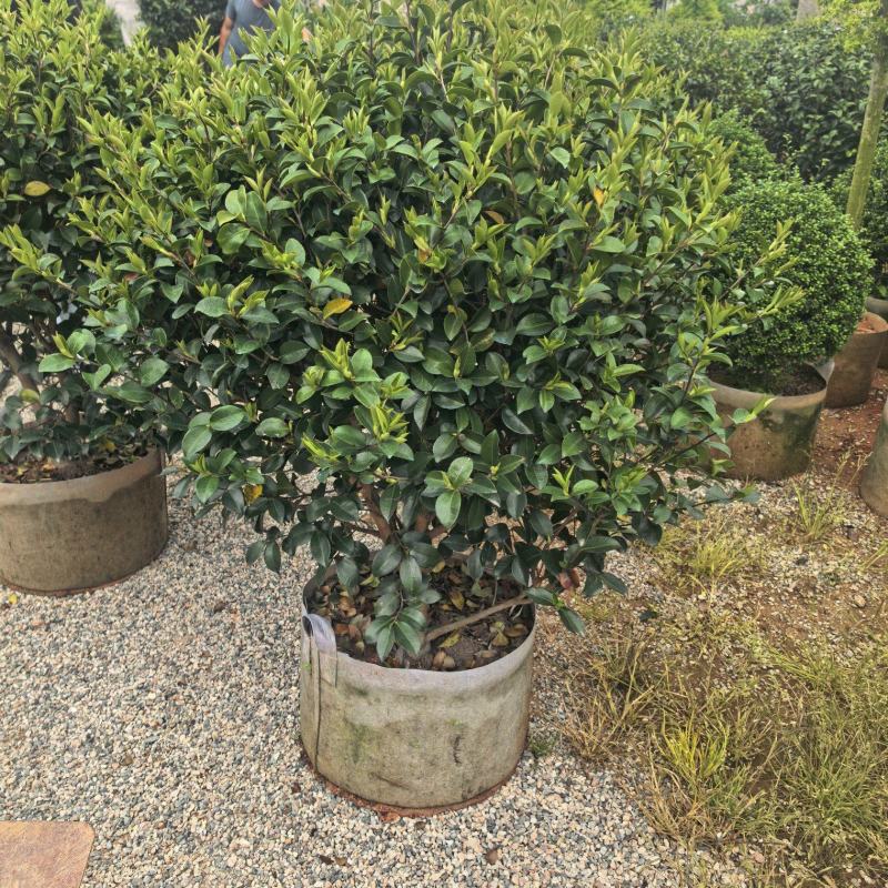 茶梅60-100高出售自家基地直销