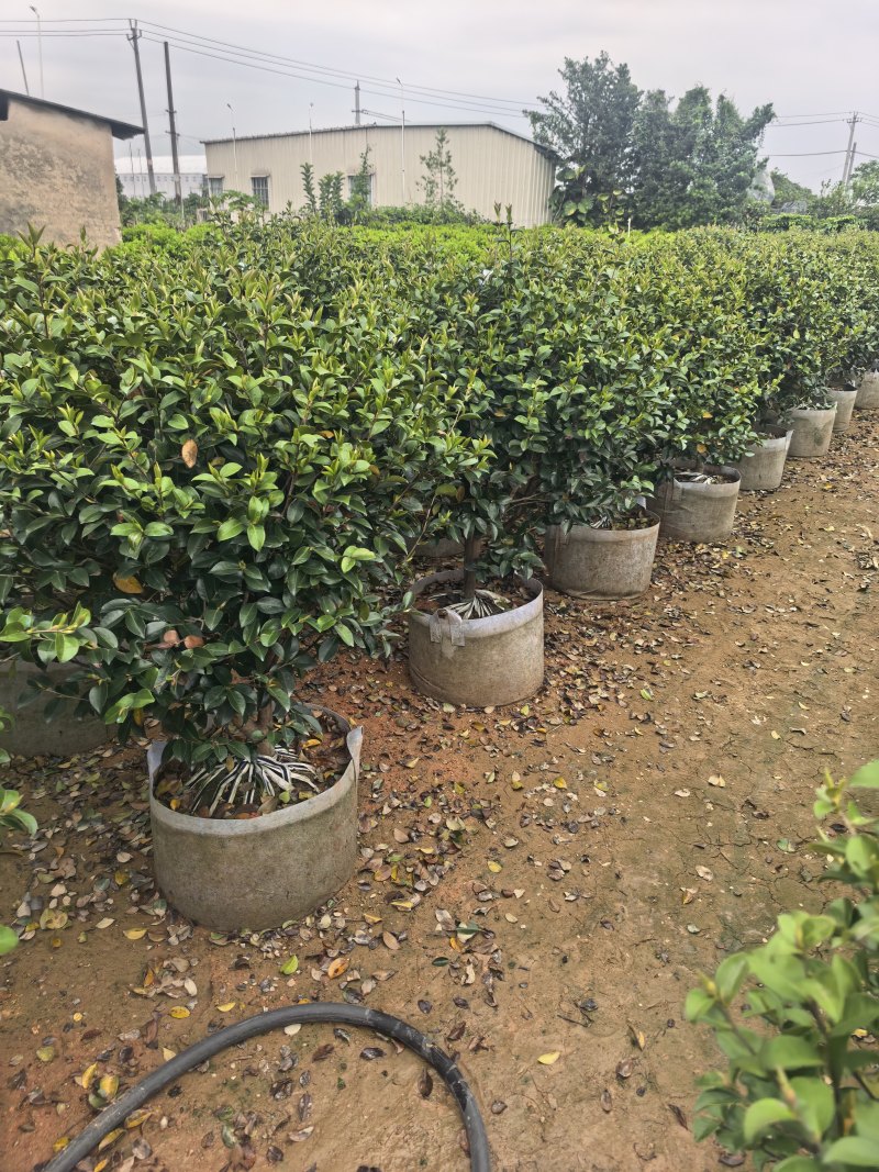 茶梅60-100高出售自家基地直销