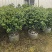 茶梅60-100高出售自家基地直销