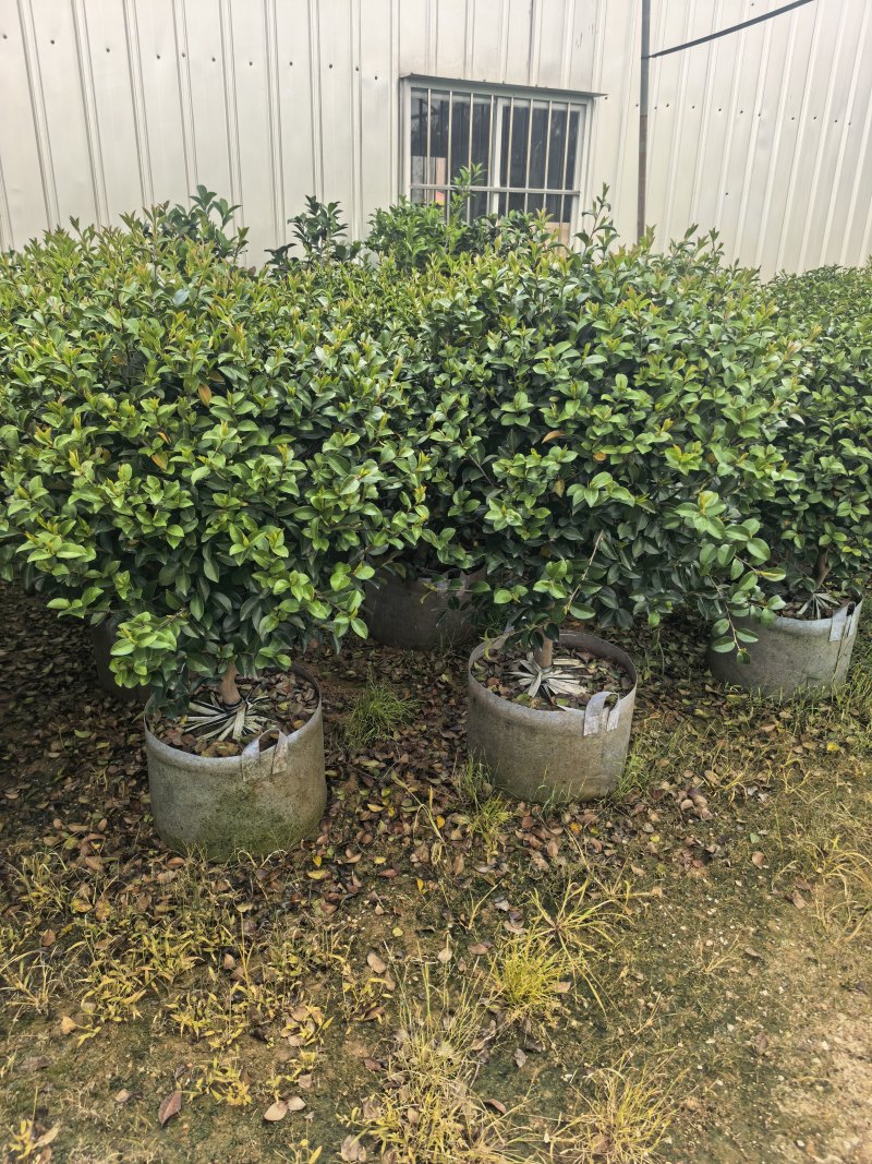 茶梅60-100高出售自家基地直销