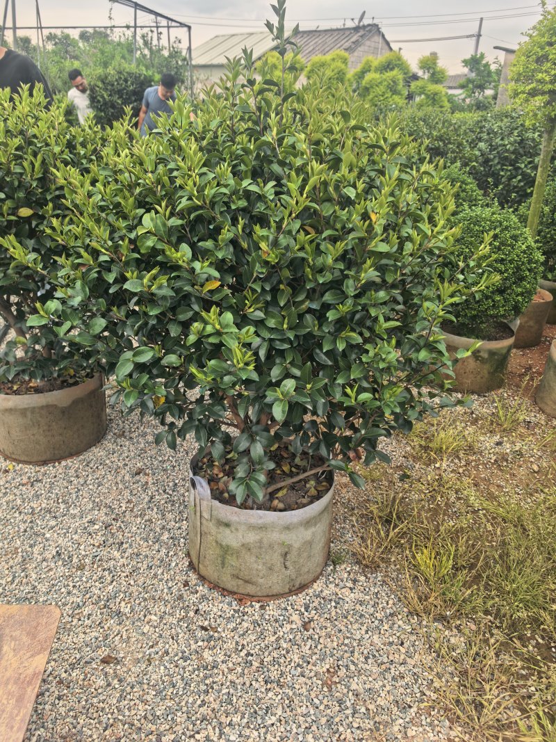 茶梅60-100高出售自家基地直销