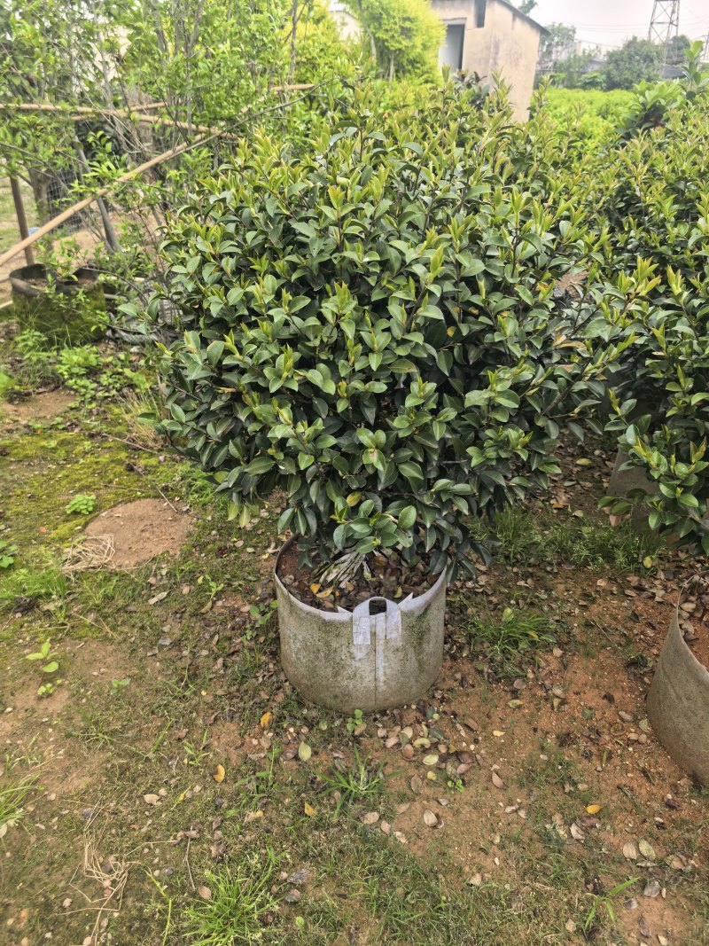 茶梅60-100高出售自家基地直销
