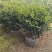 茶梅60-100高出售自家基地直销
