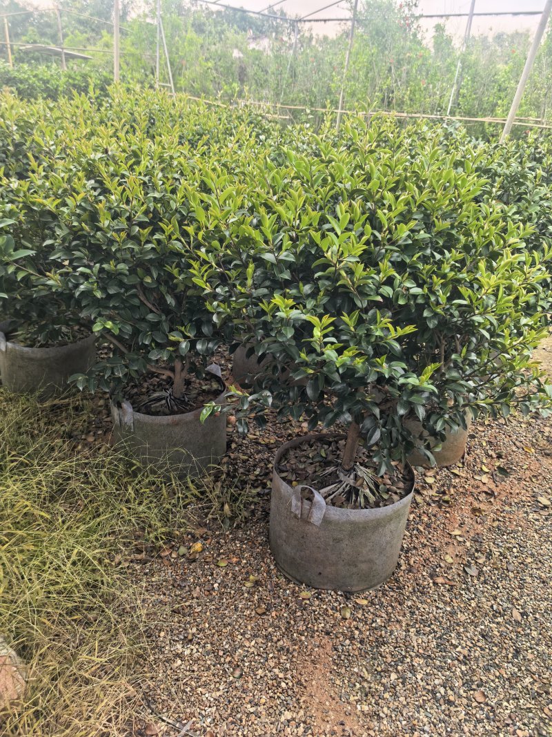 茶梅60-100高出售自家基地直销