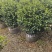 茶梅60-100高出售自家基地直销