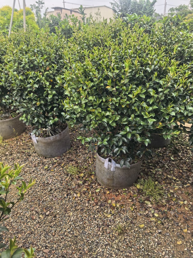 茶梅60-100高出售自家基地直销