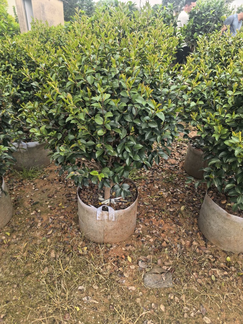 茶梅60-100高出售自家基地直销