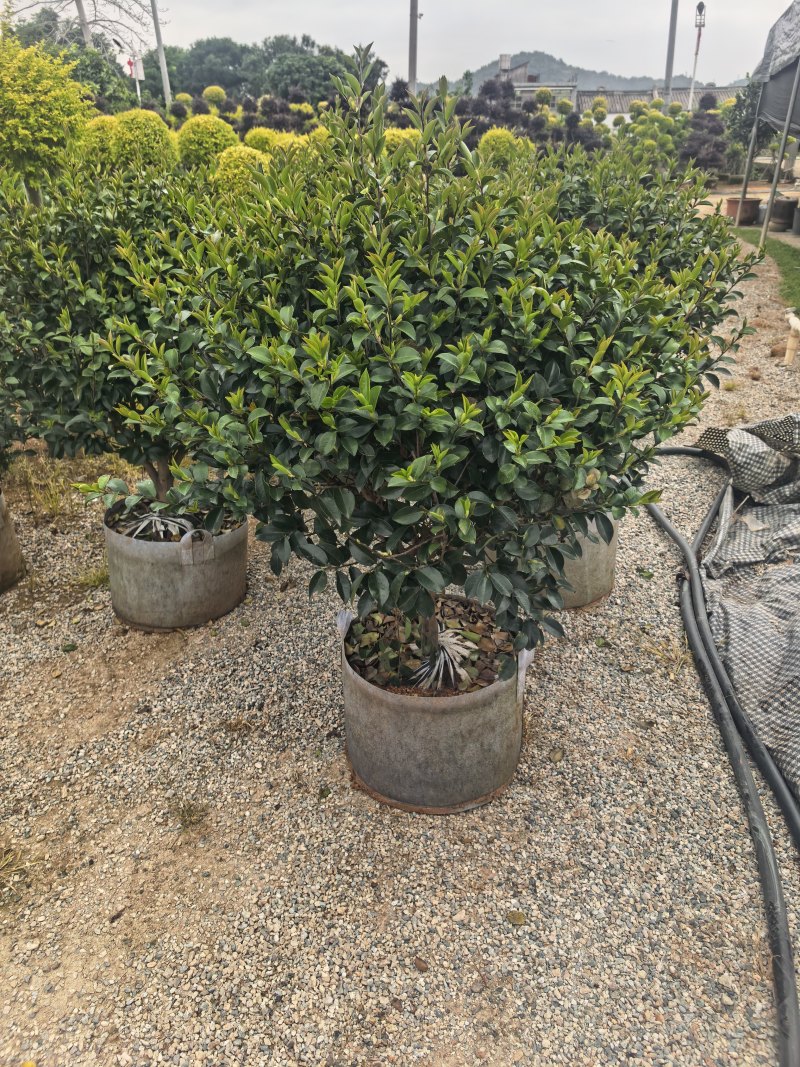茶梅60-100高出售自家基地直销