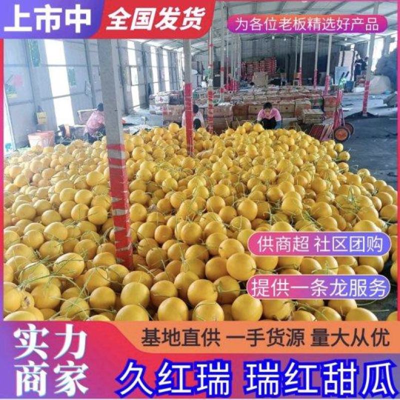 久红瑞甜瓜大量上市保质保量可视频看货欢迎咨询