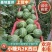 《小糖丸西瓜》2K西瓜/手剥西瓜/牛奶爆瓜/包熟包甜