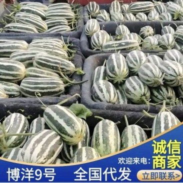 《博洋9号》单县基地/现摘现发/博洋系列甜瓜/全国发货