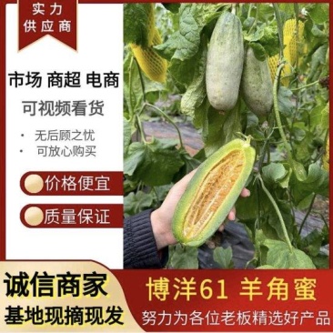 《博洋61》羊角蜜甜瓜/基地现摘/博洋系列甜瓜/全国发货