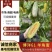 《博洋61》羊角蜜甜瓜/基地现摘/博洋系列甜瓜/全国发货