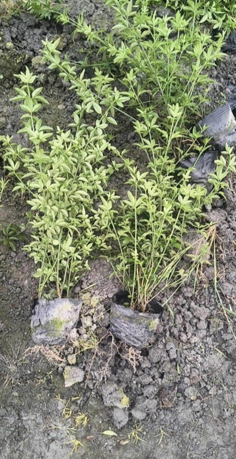 迎春花基地批发，大小杯容器苗，藤长50-1米，各种规格。