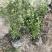 迎春花基地批发，大小杯容器苗，藤长50-1米，各种规格。
