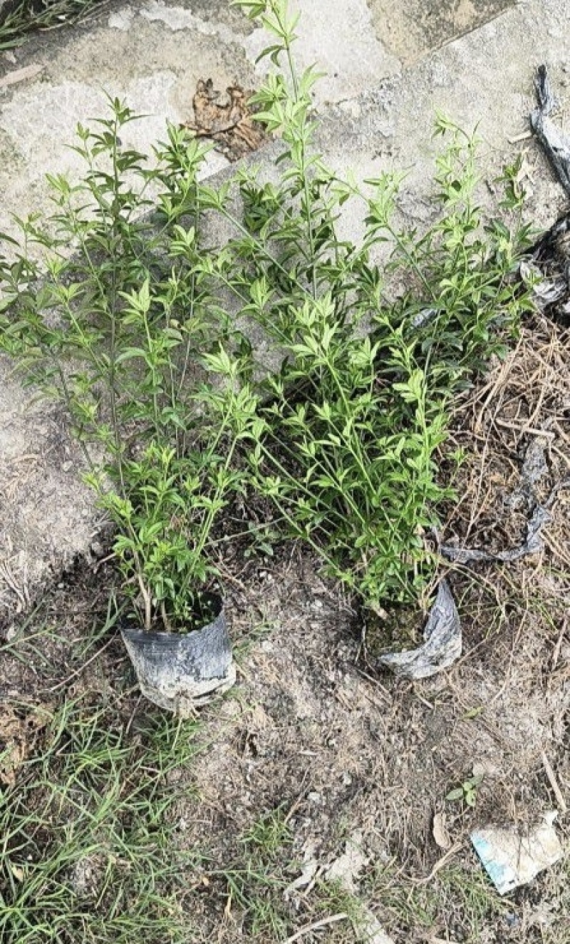 迎春花基地批发，大小杯容器苗，藤长50-1米，各种规格。