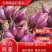 云南红葱头白葱头产地直发货源充足对接批发商欢迎咨询