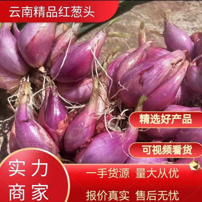 云南红葱头白葱头产地直发货源充足对接批发商欢迎咨询