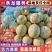 《蜜露流星甜瓜》单县基地直供/规格齐全/量大从优/全国发