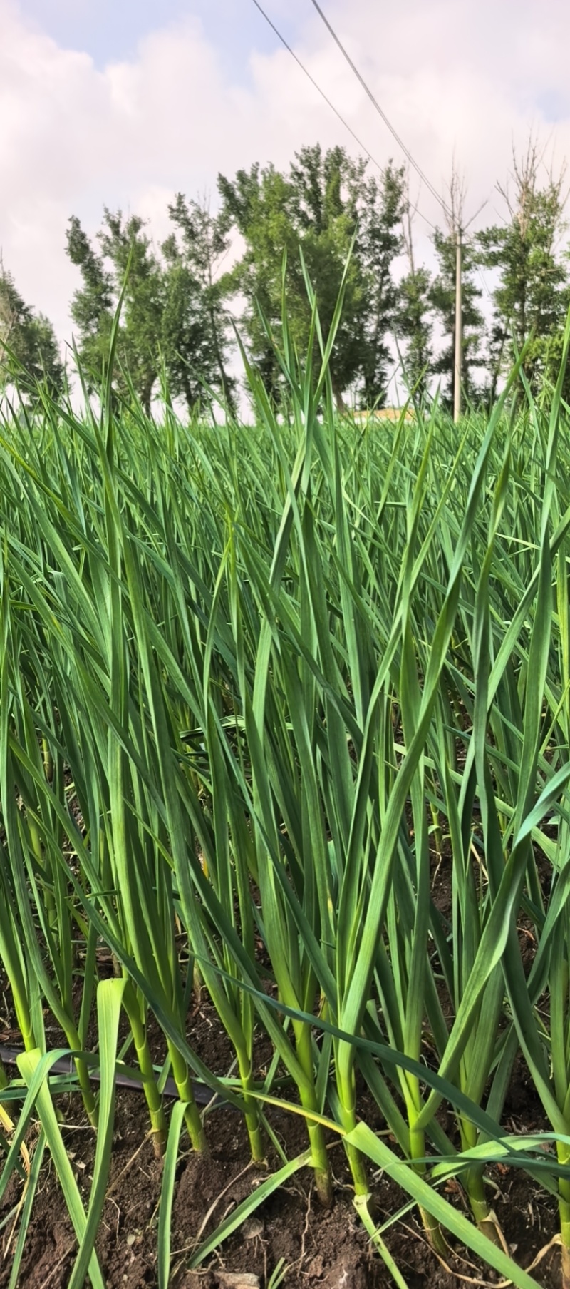 蒜苗精品蒜苗东北一点红需要