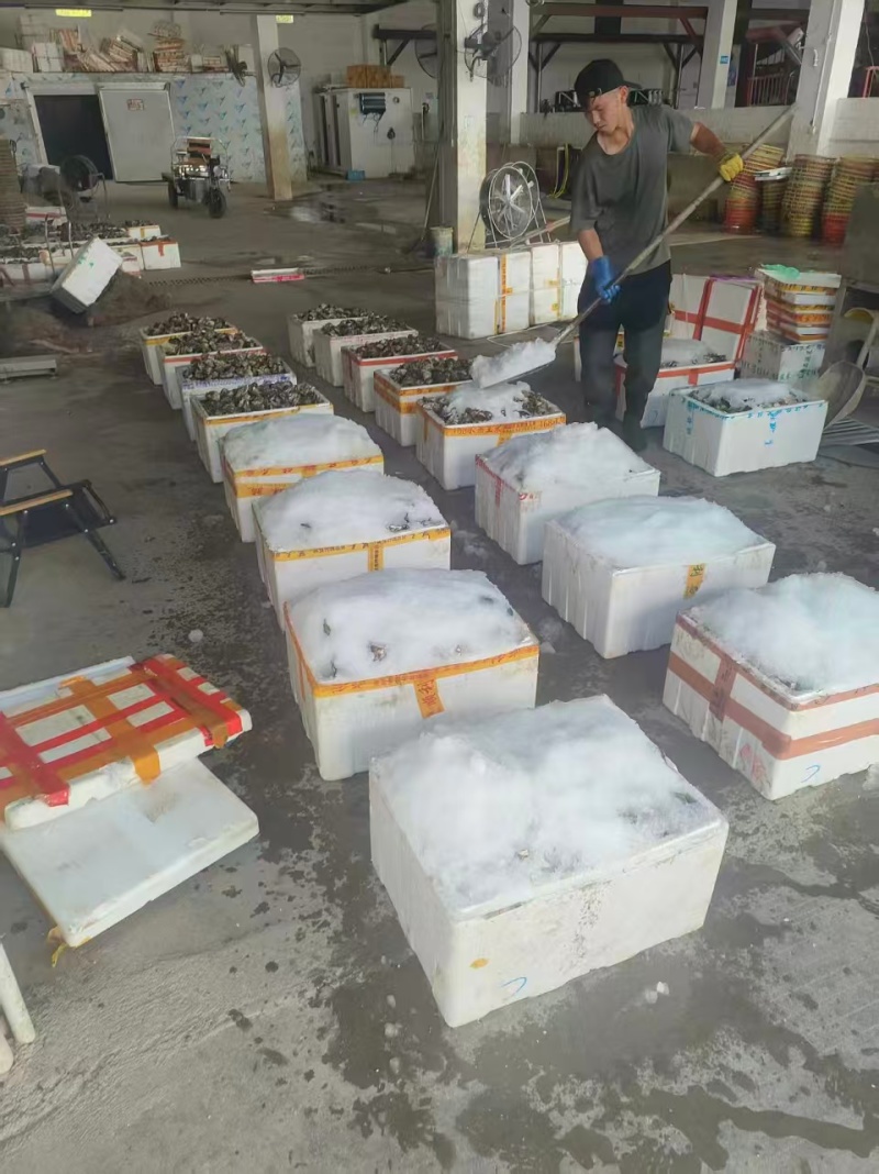 湛江生蚝产地直发量大价优半壳全壳/货源充足欢迎电联