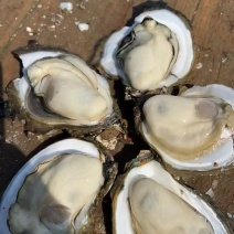 湛江生蚝产地直发量大价优半壳全壳/货源充足欢迎电联
