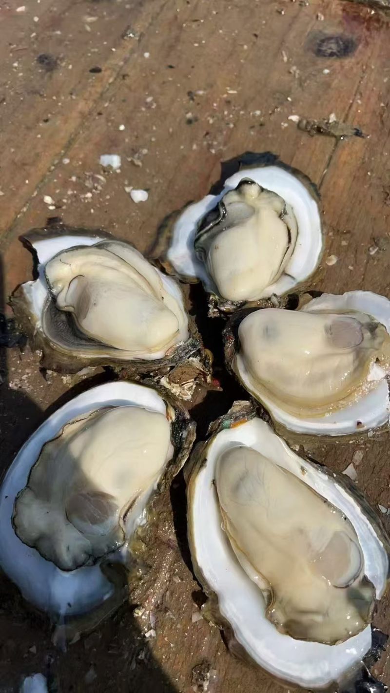 湛江生蚝产地直发量大价优半壳全壳/货源充足欢迎电联