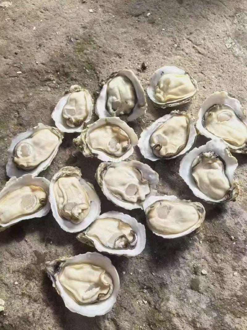湛江生蚝产地直发量大价优半壳全壳/货源充足欢迎电联