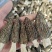 【推荐】羊肚菌干货规格齐全原产地直发实物拍摄