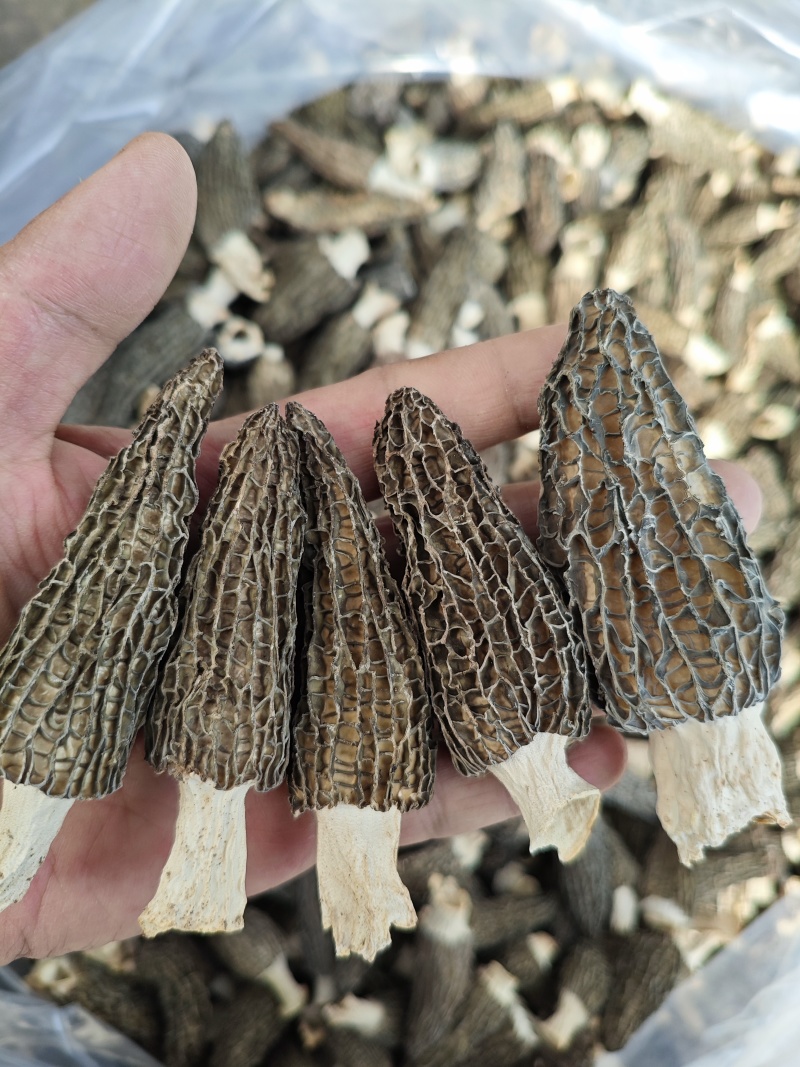 【推荐】羊肚菌干货规格齐全原产地直发实物拍摄
