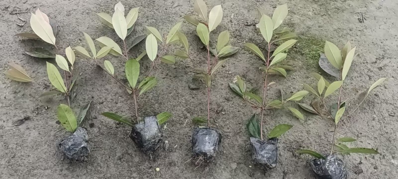 精品红叶石楠容器苗，高度30-50厘米，大小杯各种规格
