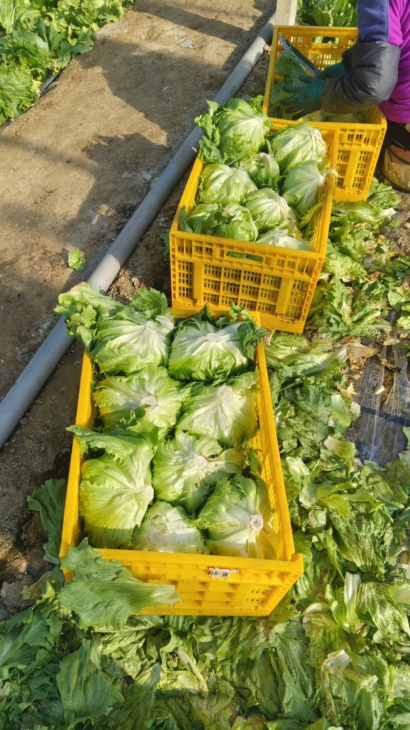 精品球生菜