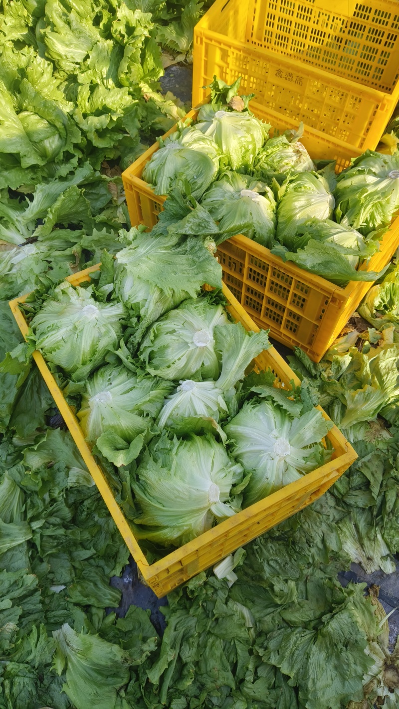 精品球生菜