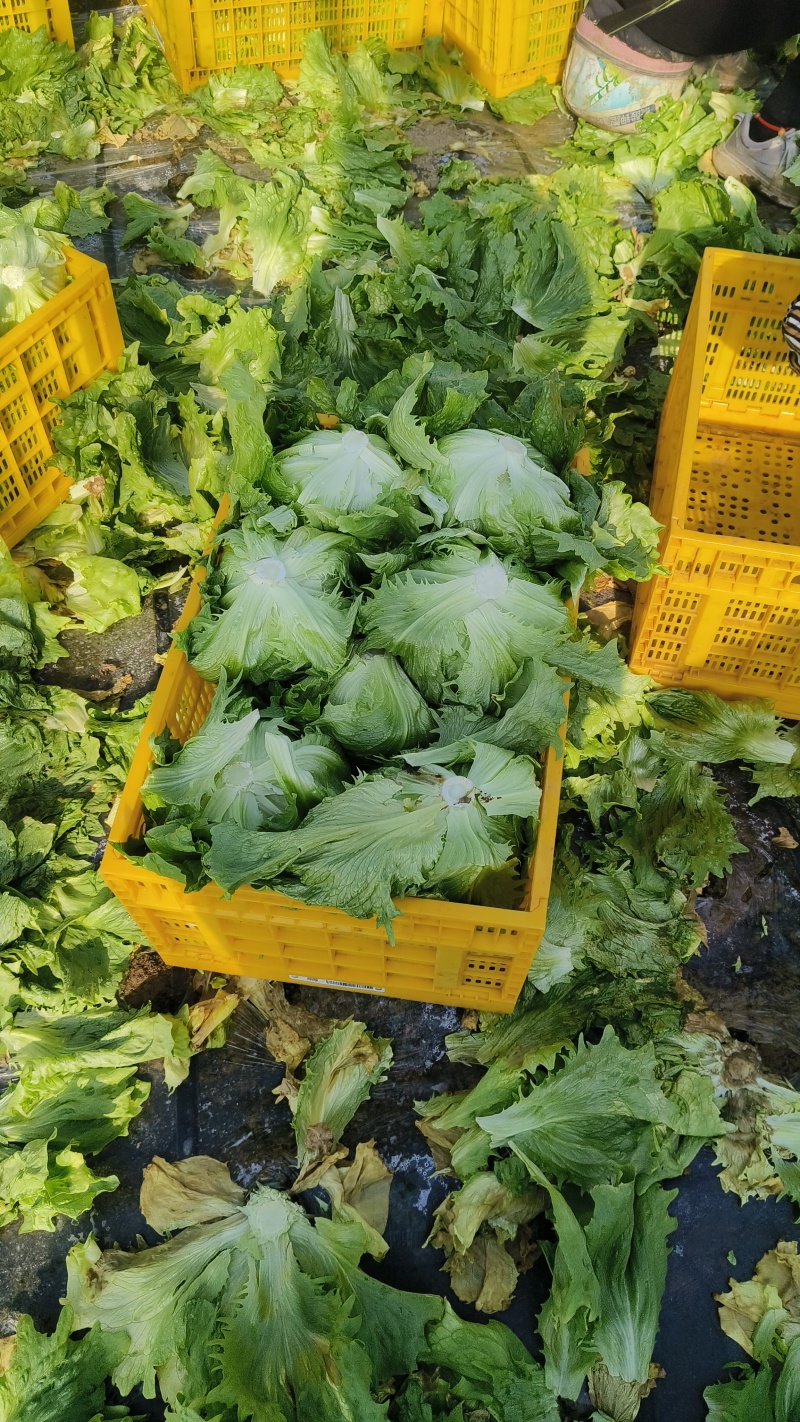 精品球生菜