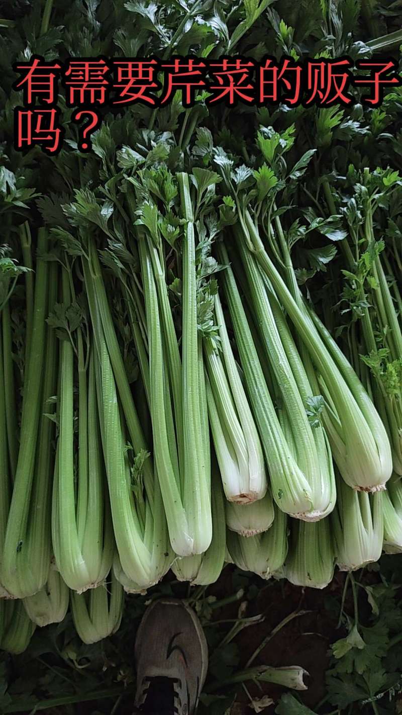 寿光芹菜