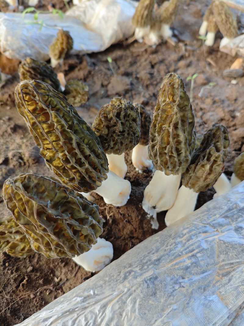 【推荐】羊肚菌干货规格齐全原产地直发实物拍摄