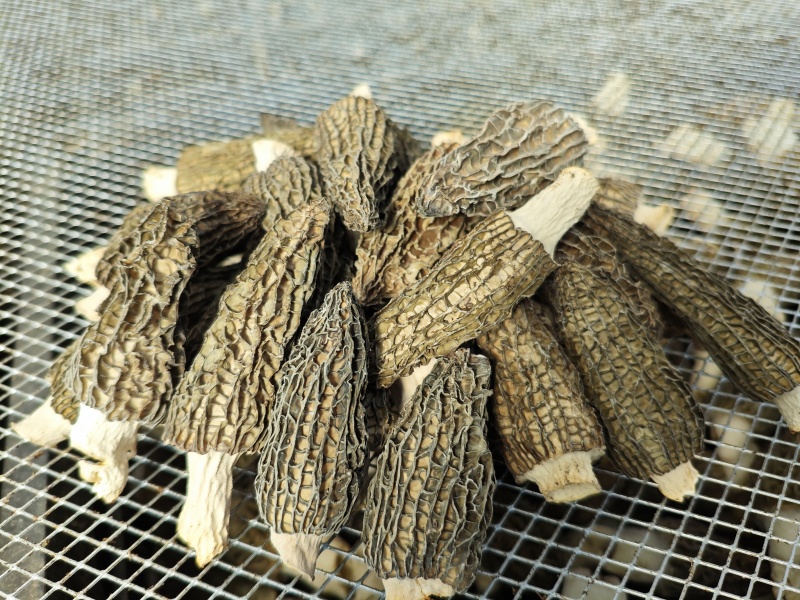 【推荐】羊肚菌干货规格齐全原产地直发实物拍摄