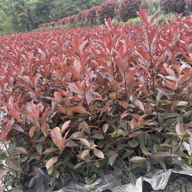精品红叶石楠容器苗，高度30-50厘米，大小杯各种规格