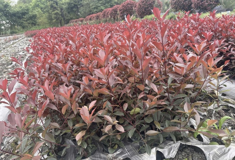 精品红叶石楠容器苗，高度30-50厘米，大小杯各种规格