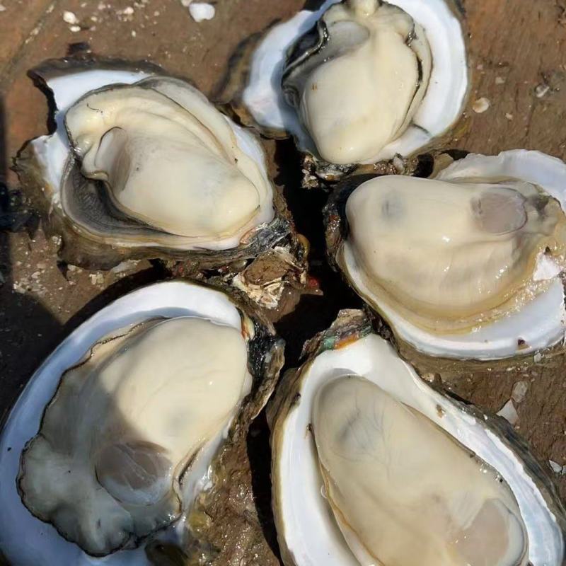湛江生蚝/产地直发/半壳/全壳均有全国可发货量大优惠