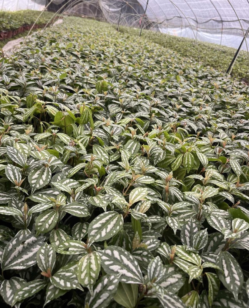 冷水花大杯容器苗，高度20-30厘米。基地常年批发