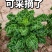 羽衣甘蓝