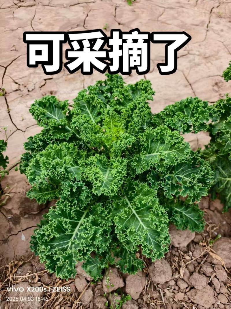 羽衣甘蓝
