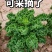 羽衣甘蓝