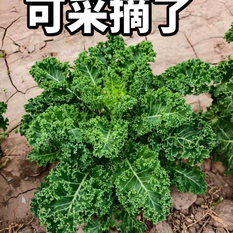 羽衣甘蓝
