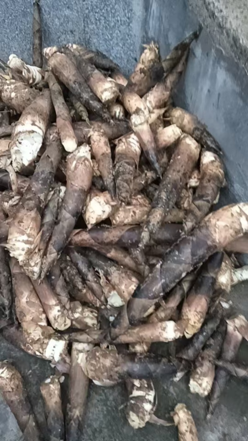 临安区羊毛笋，有需要联系量大，价格便宜，质量优